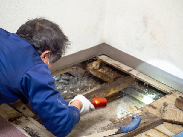 Best Mold Damage Repair  in Waipahu, HI