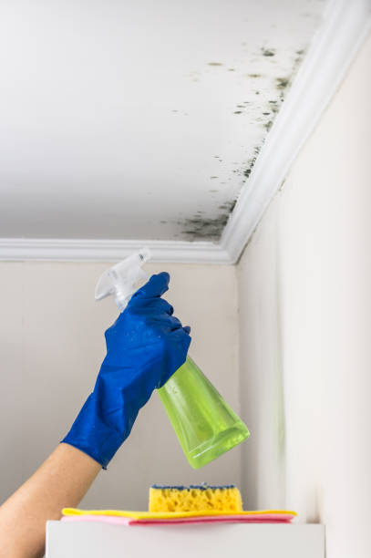 Best Attic Mold Removal  in Waipahu, HI
